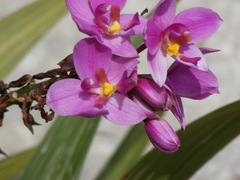 Spathoglottis unguiculata