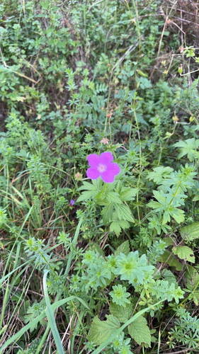 Marsh Crane's-bill