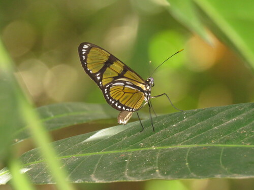 Methona singularis