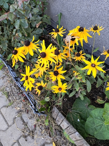 black-eyed Susan