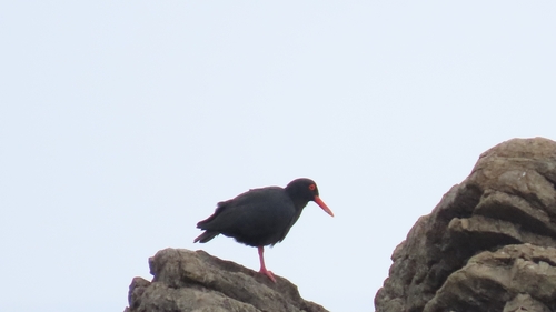 iNaturalist image