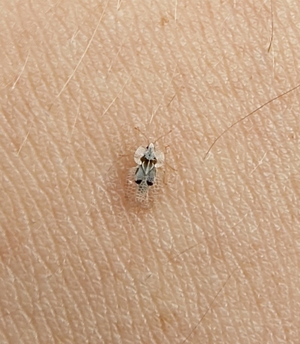 Eastern Sycamore Lace Bug