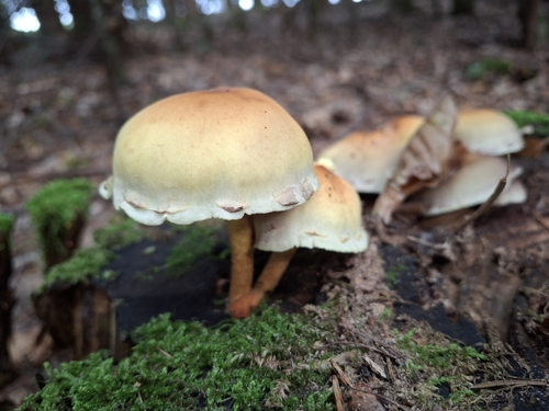 Sulphur Tuft
