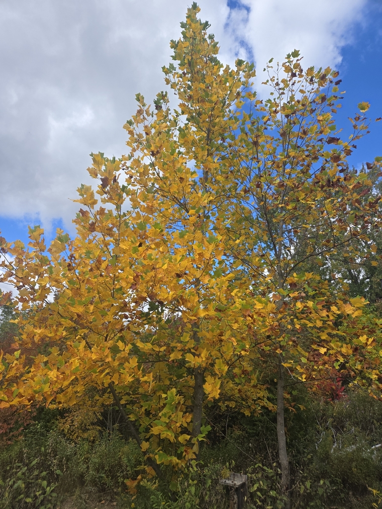 Two young tulip trees, mostly yellow with some green and a few browning leaves, at the edge of a park.