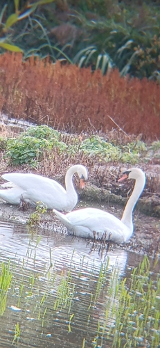 Mute Swan