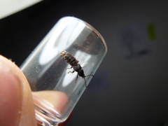 Phosphaenus hemipterus