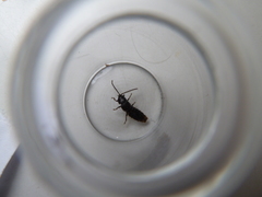 Phosphaenus hemipterus