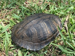 Trachemys scripta image