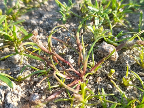 Coleanthus subtilis observed 2026-10-04