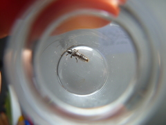 Phosphaenus hemipterus