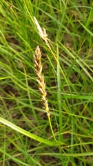 Carex disticha