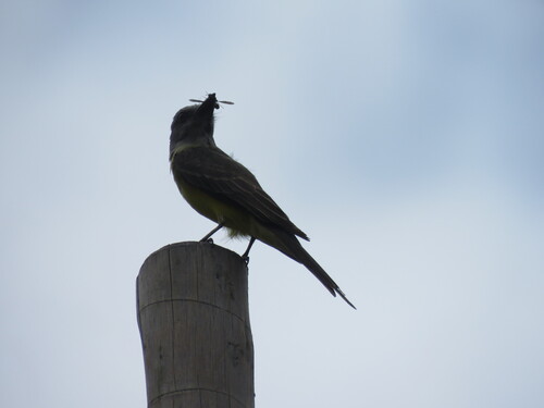 Tropical Kingbird
