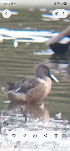 Northern Shoveler
