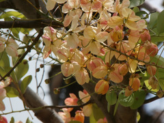 Cassia javanica nodosa
