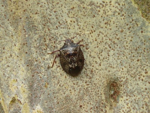Antiteuchus mixtus