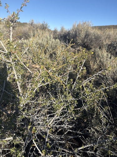 Antelope Bitterbrush