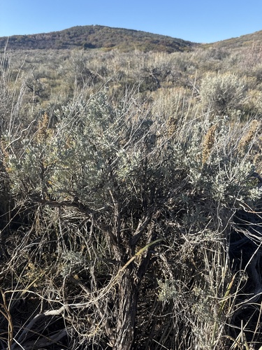 Big Sagebrush