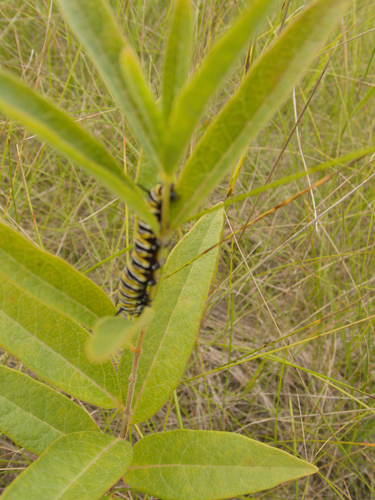 Asclepias ovalifolia, 2026-09-01