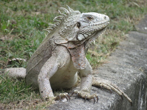 Green Iguana (Green)