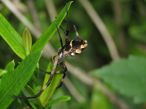 Silver Garden Orbweaver