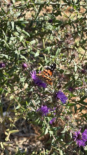 Painted Lady