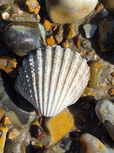 Acanthocardia echinata, 2026-10-04