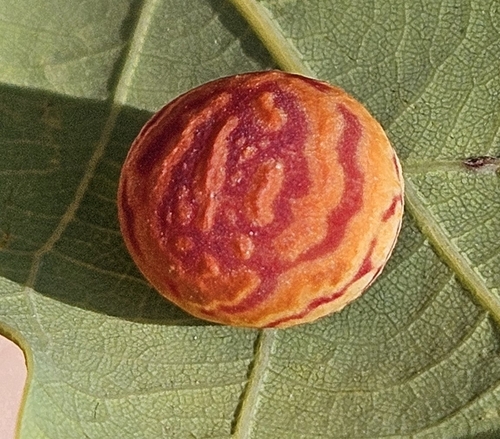 Striped Pea Gall Wasp