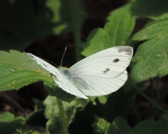 Pieris napi