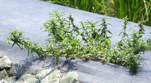 Alternanthera sessilis observed 2026-09-18