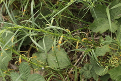 Senecio inaequidens