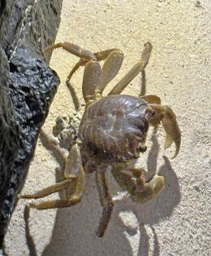 Geograpsus crinipes observed 2026-10-03