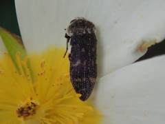 Acmaeoderella flavofasciata flavofasciata