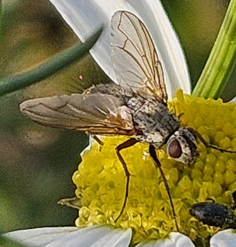Dinera grisescens