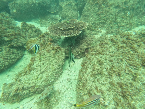 Platax pinnatus observed 2026-10-04