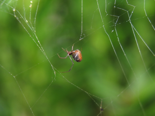 American Dewdrop Spider