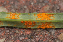 Coleosporium senecionis