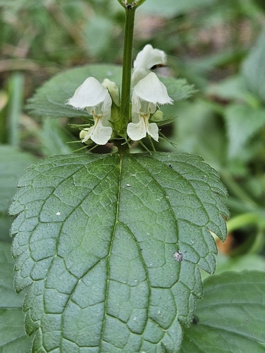 White deadnettle