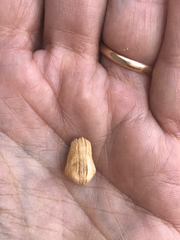 Arcopsis solida