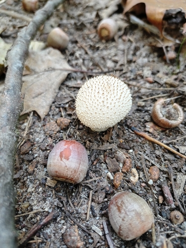 common puffball