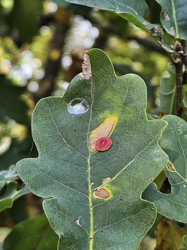 Smooth Spangle Gall Wasp