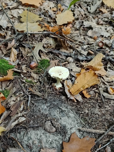False Death-cap