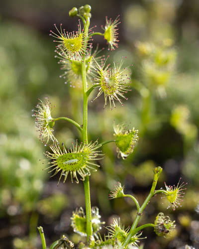 Drosera gunniana