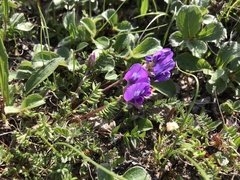 Oxytropis kamtschatica