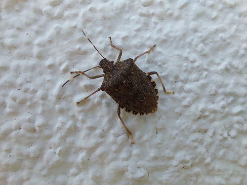 Brown Marmorated Stink Bug
