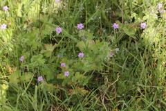 Geranium pyrenaicum