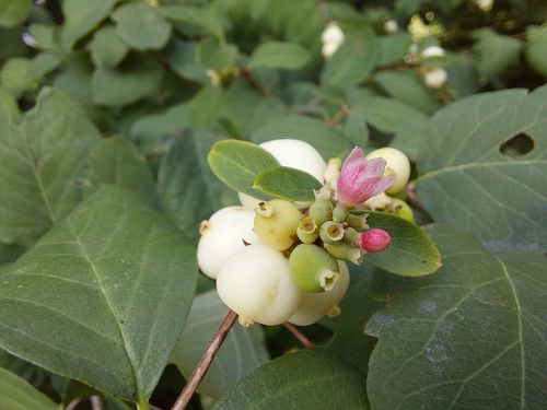 Common Snowberry