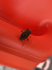 Anasa scorbutica