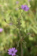 Geranium pyrenaicum