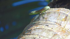 Dasia olivacea