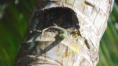 Dasia olivacea